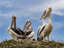 Pelicans, Western Australia