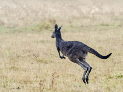 Grey kangaroo, Western Australia,