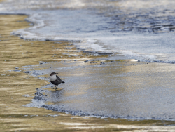 White-throated Dipper, Sweden