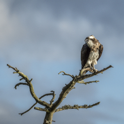 Osprey, Sweden