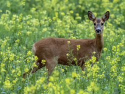 Roe deer, Sweden