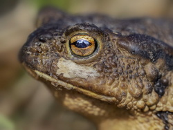 Common toad, Sweden