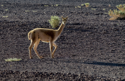 Guanaco, Argentina