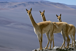 Guanaco, Argentina