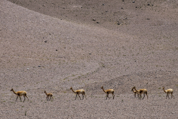 Guanacos, Argentina