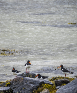 Eurasian Oystercatcher, Lofoten