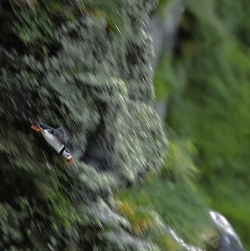 Atlantic puffin, Norway