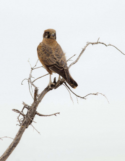 Nankeen kestrel, Australia