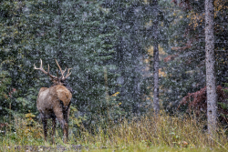 Elk, Canada