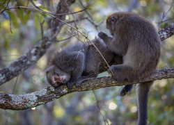 Formosan rock macaque, Taiwan