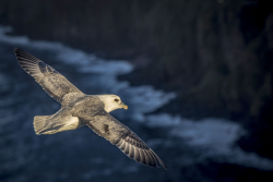 Northern fulmar, Orkney