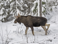 Moose, Sweden