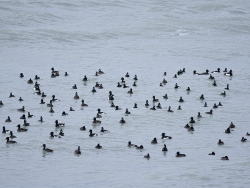 Tufted duck, Sweden