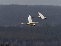Whooper swan, Sweden