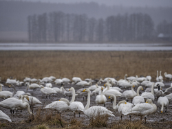 Whooper swan, Sweden