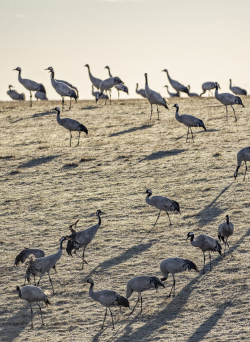 Common crane, Sweden