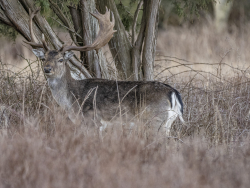 European fallow deer, Sweden
