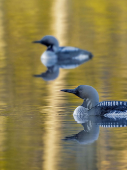 Black-throated loon, Sweden