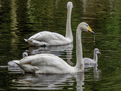 Whooper swan, Sweden
