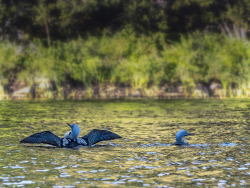 Black-throated loon, Sweden