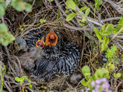 Common cuckoo and meadow pipit, Sweden