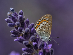 Gossamer-winged butterfly
