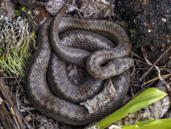 Smooth snake, Sweden