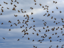 Migrating starlings, Denmark