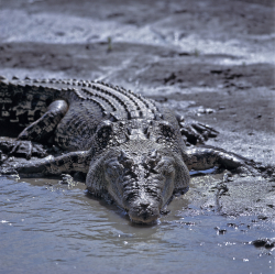Saltwater crocodile, Australia