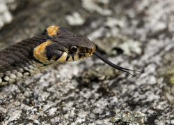 Grass snake, Sweden