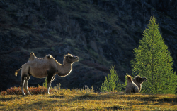 Bactrian camel, Mongolia