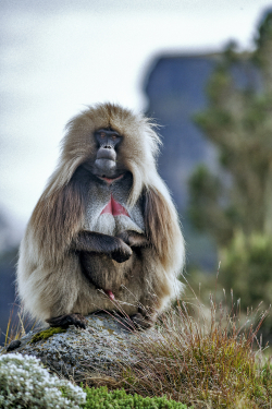 Gelada, Ethipoia