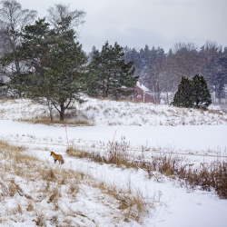 Red fox, Sweden