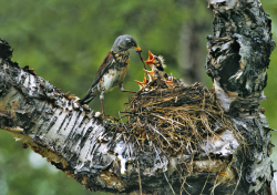 Fieldfare, Sweden