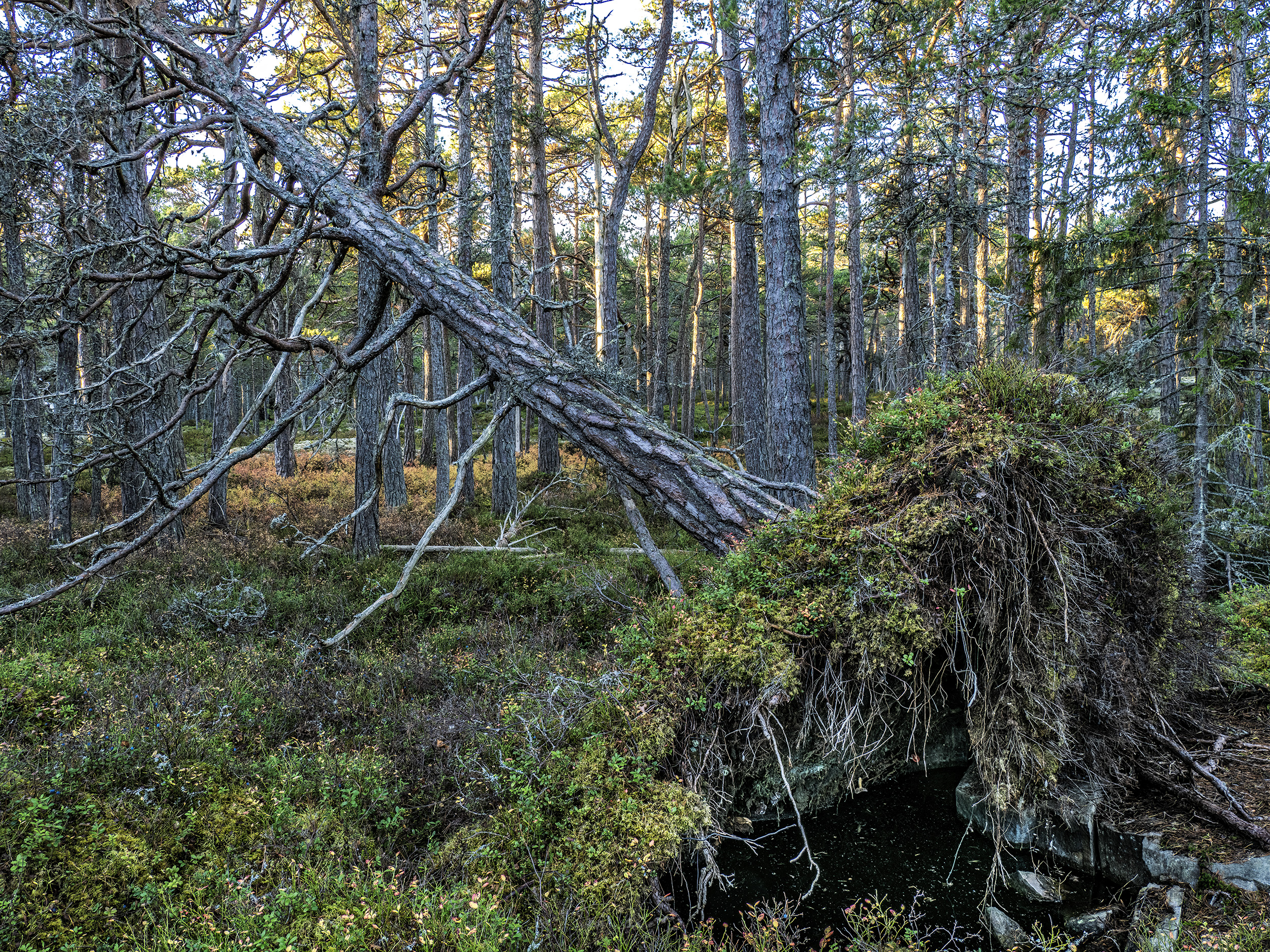 Vacker tallskog på Idöns norra del. I söder har denna ö ett gammalt odlingslandskap.